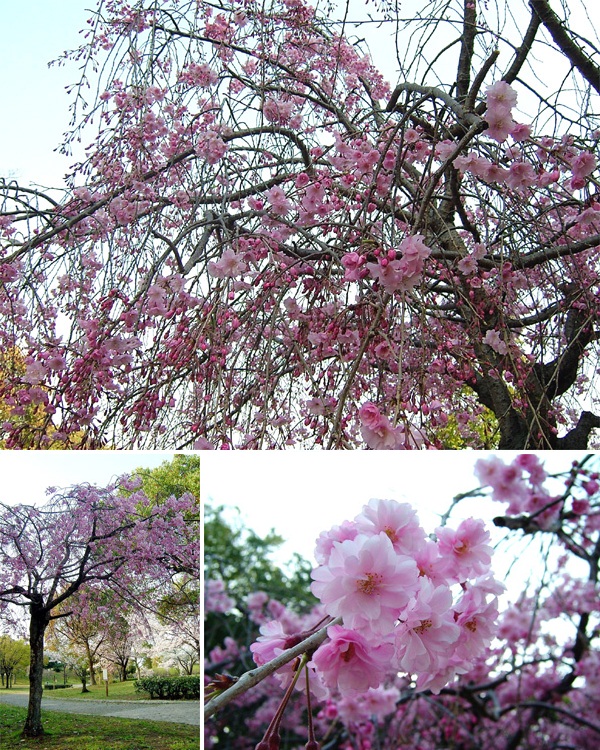 岸和田公園