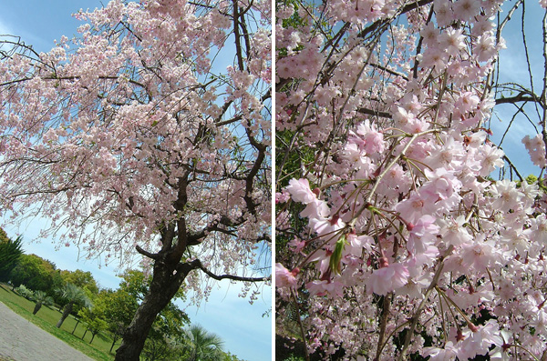 岸和田公園の枝垂れ桜