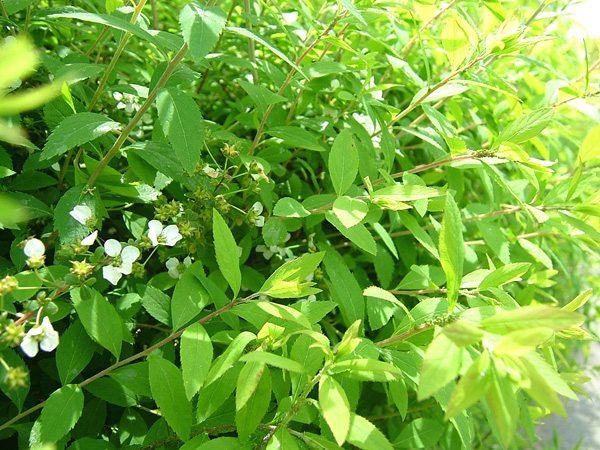 岸和田公園の新緑