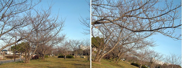 岸和田公園の桜