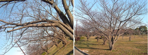 岸和田公園の桜
