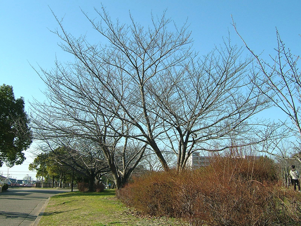 岸和田市中央公園のソメイヨシノ