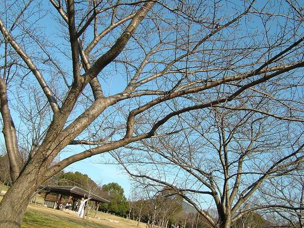 岸和田市中央公園のソメイヨシノ