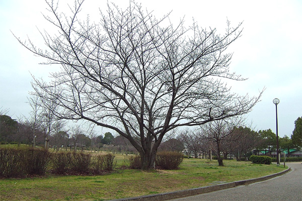 岸和田公園の桜