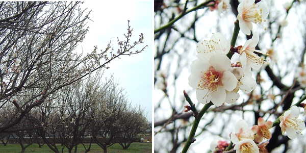 岸和田公園の桜