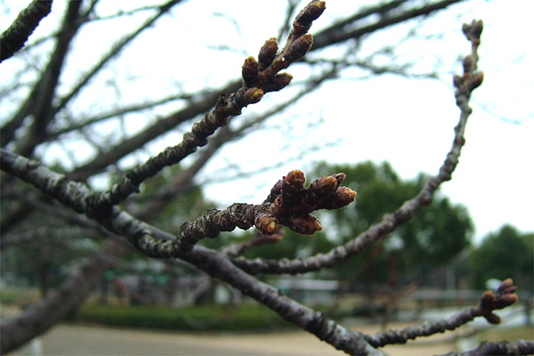 岸和田公園の桜