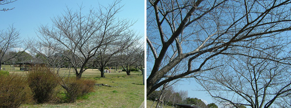岸和田公園の桜