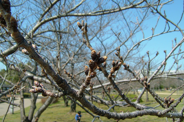 岸和田公園の桜