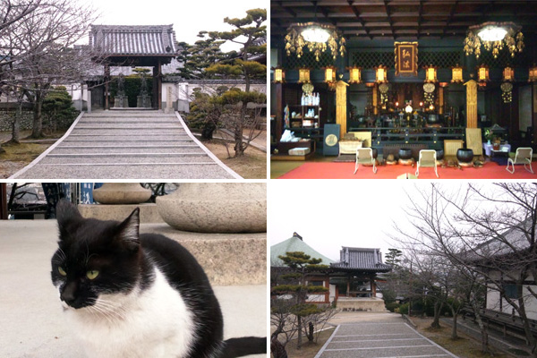 久米寺の桜