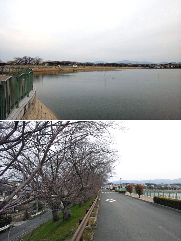 久米寺の桜