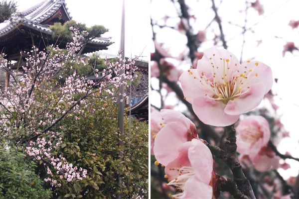 久米寺の桜