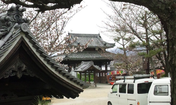 久米寺の桜