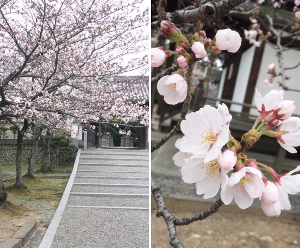 久米寺の桜
