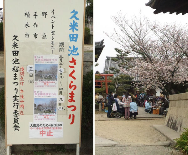 久米寺の桜