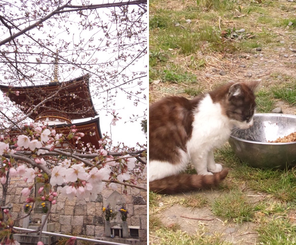 久米寺の桜