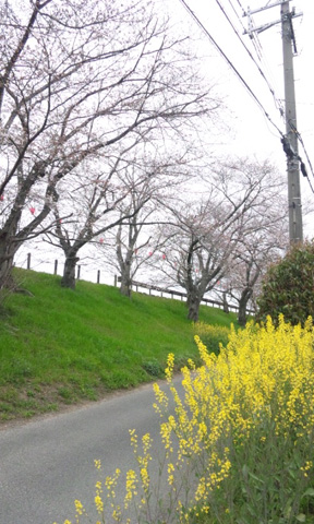 久米寺の桜