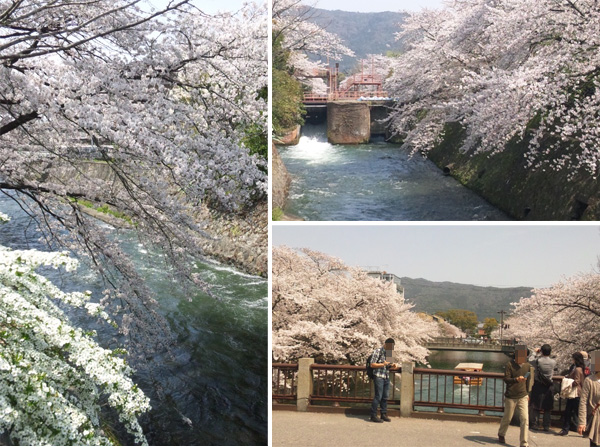 運河沿いの桜