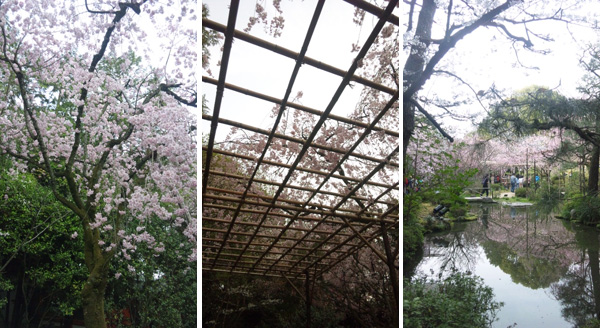 平安神宮の桜