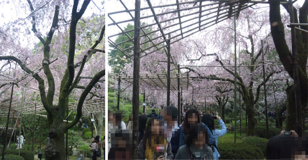 平安神宮の桜
