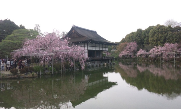平安神宮の桜