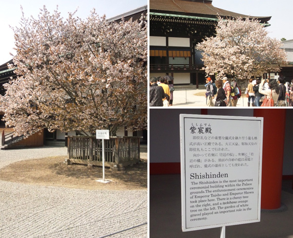 左近の桜