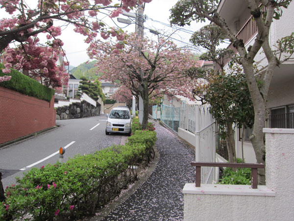石切の桜
