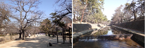 夙川公園の桜