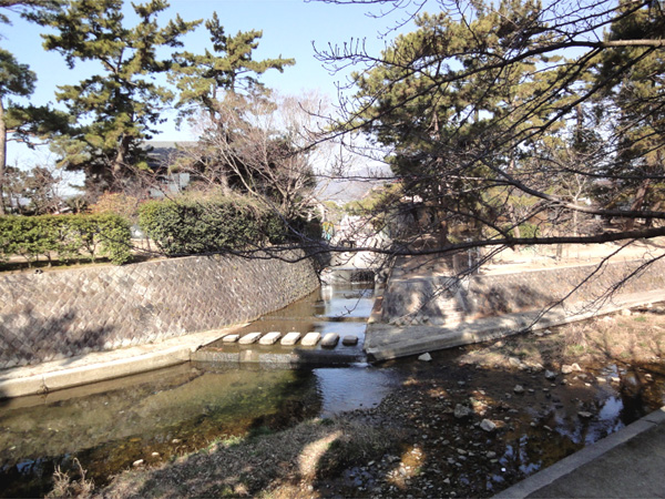 夙川公園の桜