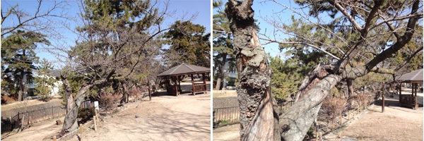 夙川公園の桜