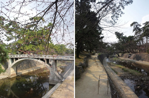 夙川公園の桜