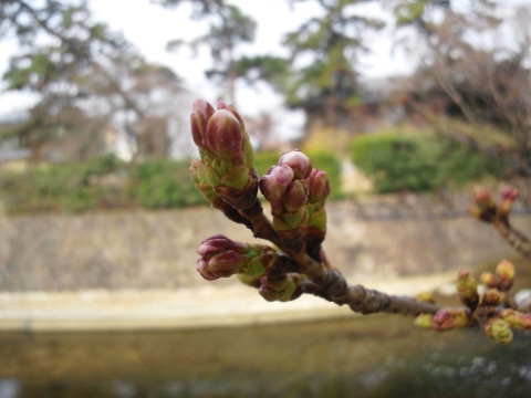 夙川公園の桜