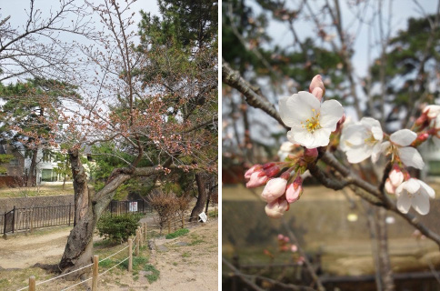 夙川公園の桜