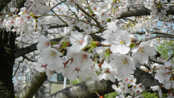 寺池公園の桜