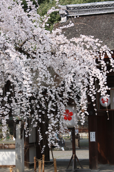 平野神社の枝垂桜