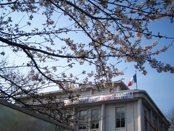 京都大学向かいの桜