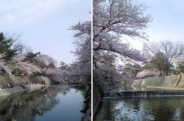 夙川公園の桜