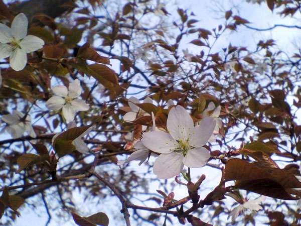 夙川公園の桜
