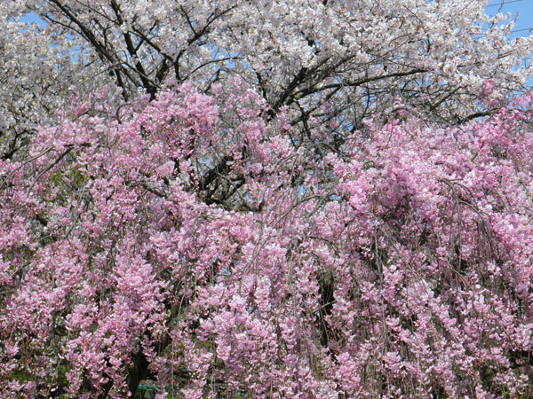 大仙公園の桜