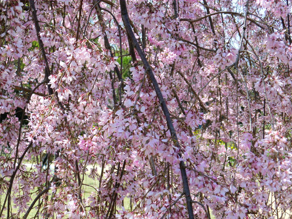 大仙公園の桜