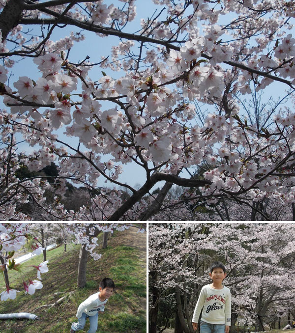 奥須磨公園の桜