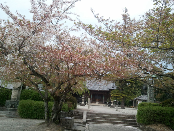 和歌山県紀の川市　長田観音の桜