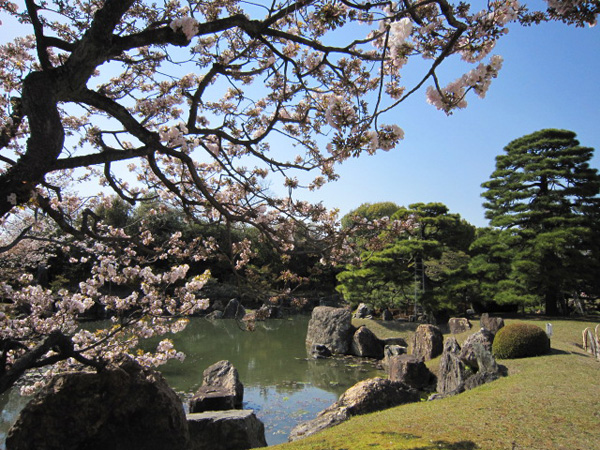 京都府二条城の桜