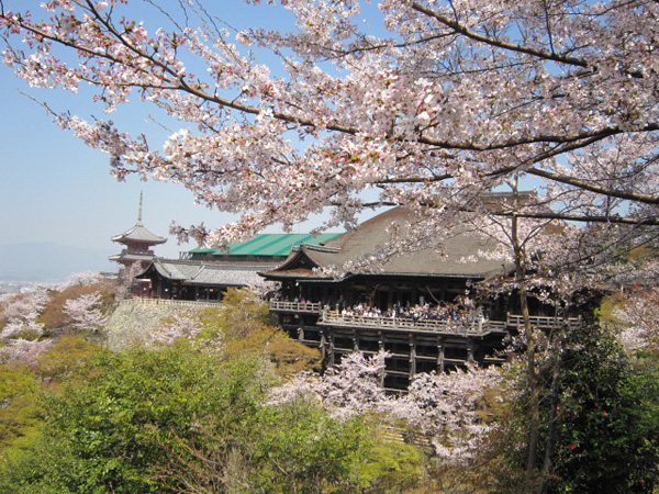 清水寺の桜