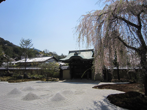 高台寺の桜