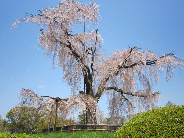 円山公園の「枝垂桜」