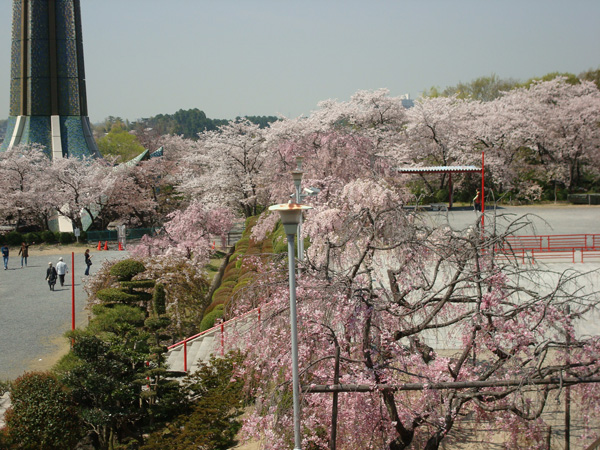 茨木弁天さんの桜