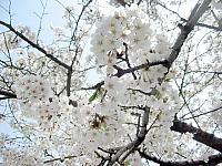 動物園の桜