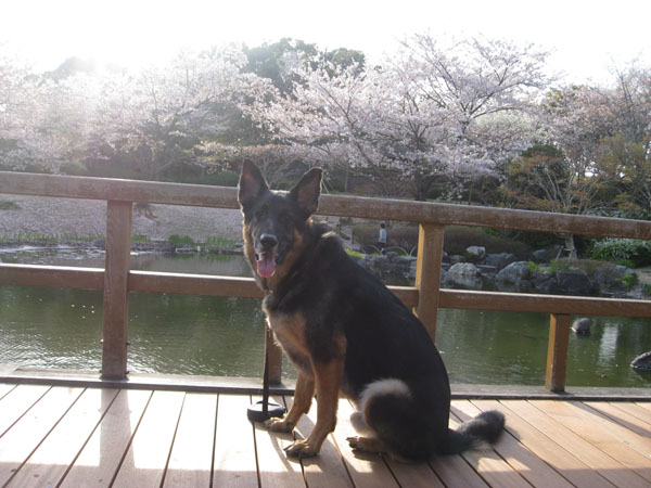 しあわせの村の桜