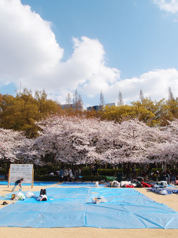 靱公園の桜