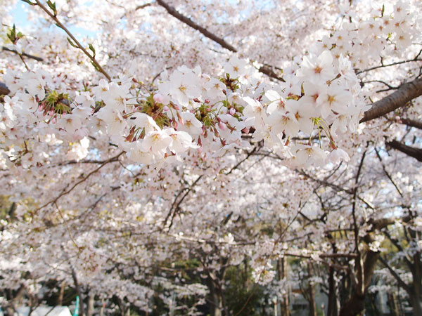 靱公園の桜